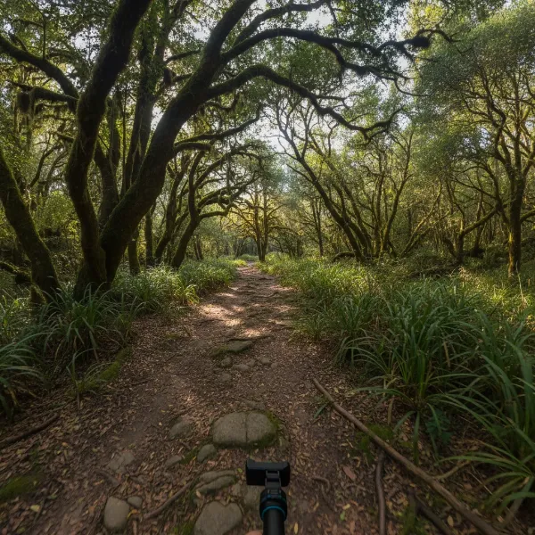 A filmmaker executing a dynamic, immersive shot using a gimbal in FPV mode, capturing a winding path through a forest with a sense of speed and freedom.